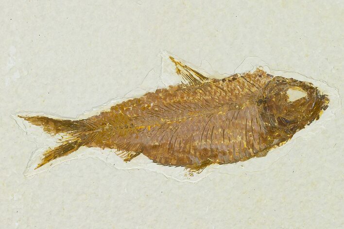 Detailed Fossil Fish (Knightia) - Wyoming #155493